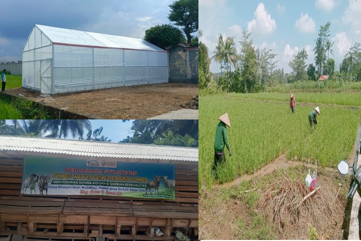 BUMDes Waluya Jaya Pangkalan Realisasikan Program Ketahanan Pangan dari Dana Desa, Ada Penggemukan Domba hingga Greenhouse.